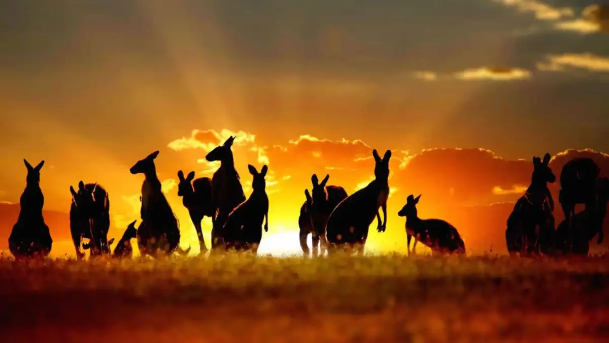 Kangaroos over an Australian sunset